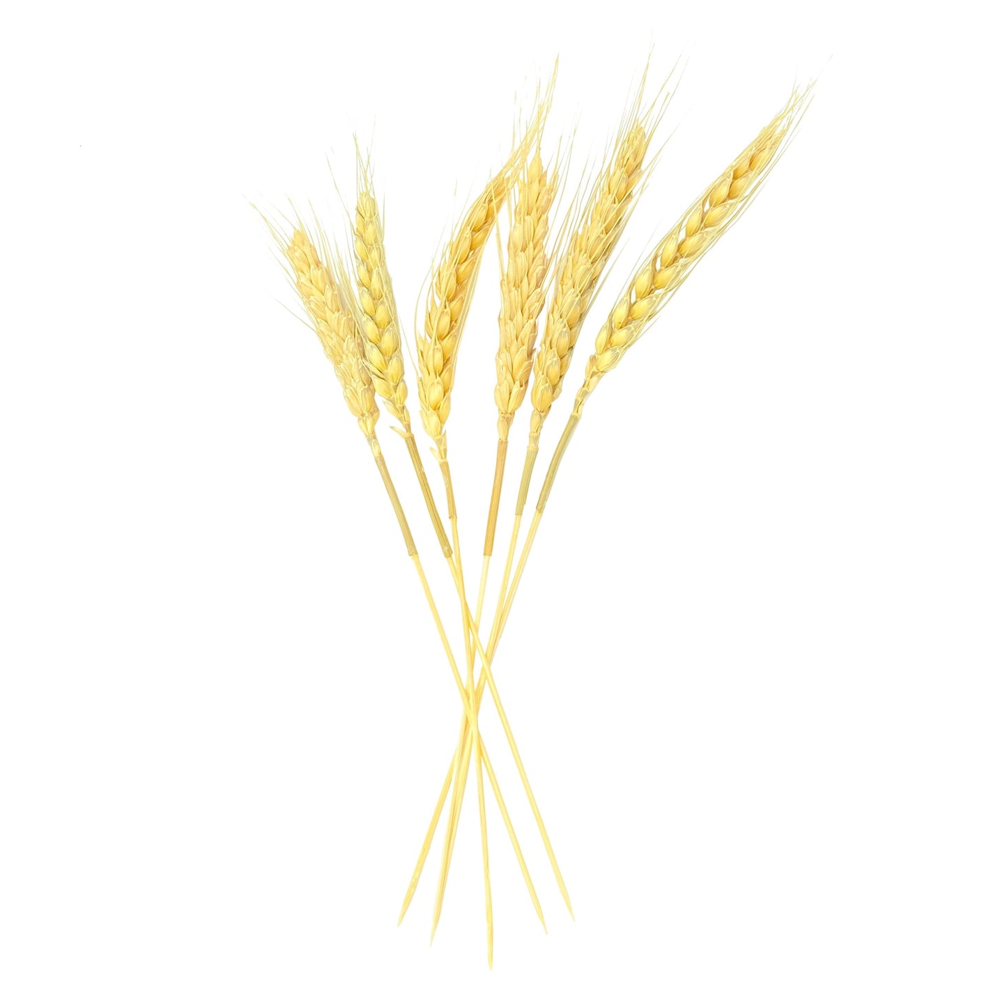 Natural Real Wheat Skewers (20cm) - 100 pieces - Canape King